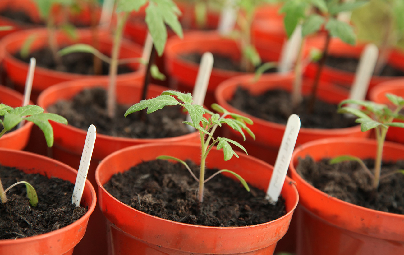 Розсада стане міцною і швидко піде в ріст: додайте всього дві ложки в ґрунт